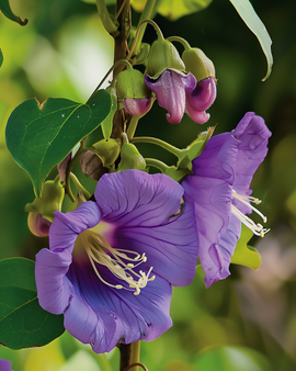 Klokjesrank-zaden Cobaea Scandens eenjarige klimplant