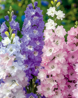 Ridderspoorzaden Delphinium Ajacis eenjarige gemengde dwergvariëteit