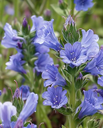 Slangenkruid zaden (Echium plantagineum) – eenjarige bloem
