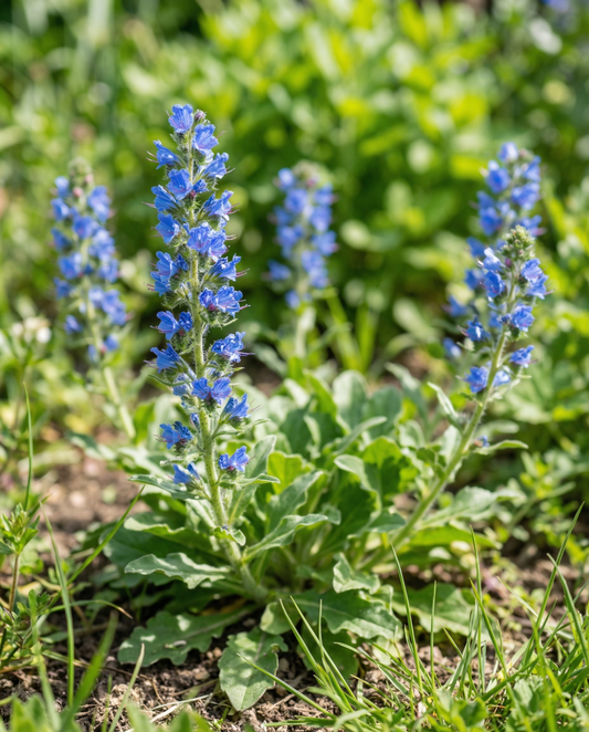 Slangenkruid (Echium plantagineum) – eenjarige bloemenzaden van SeedsChoice