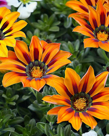 Treasure Mix F1 Tiger zaden (Gazania rigens) – eenjarige bloem