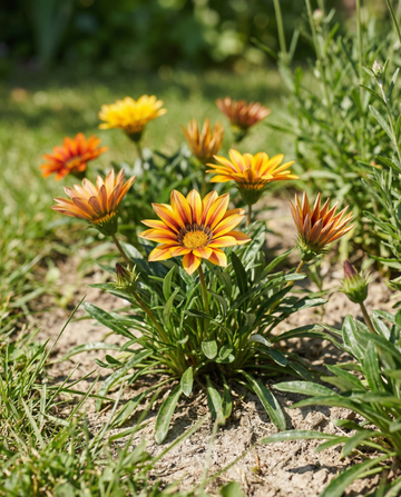Treasure Sunshine Mix (Gazania splendens) – eenjarige bloemenzaden van SeedsChoice