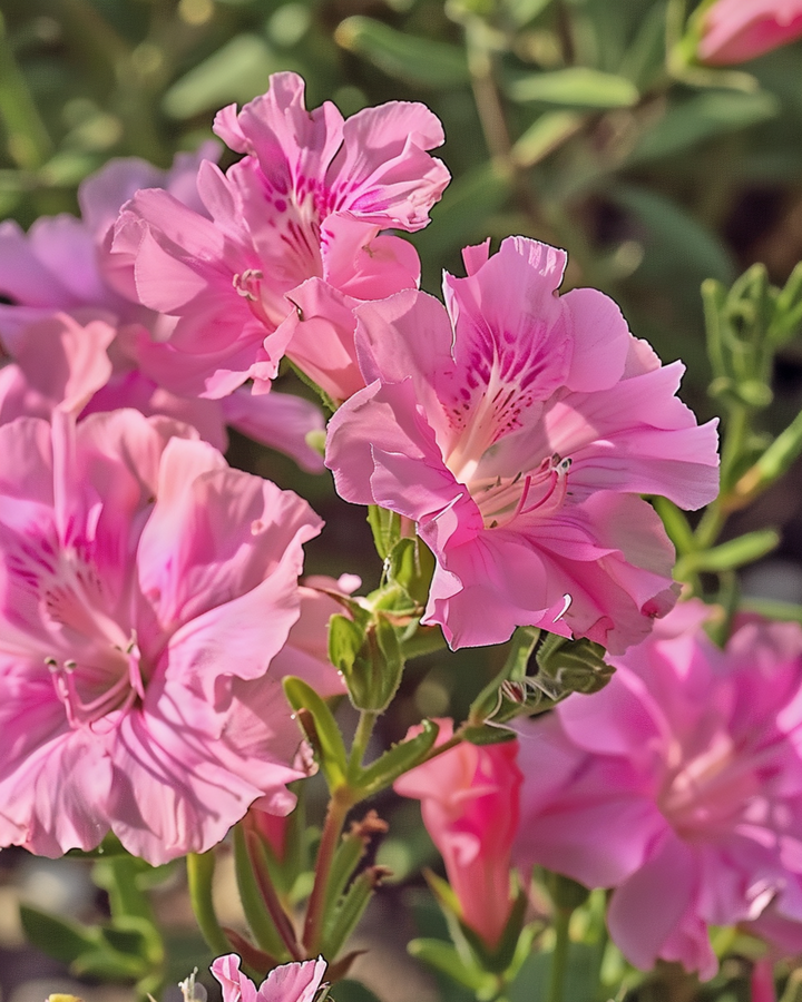 Godetia Sweetheart Pink Flowered Azalea zaden (Clarkia amoena) – eenjarige bloem
