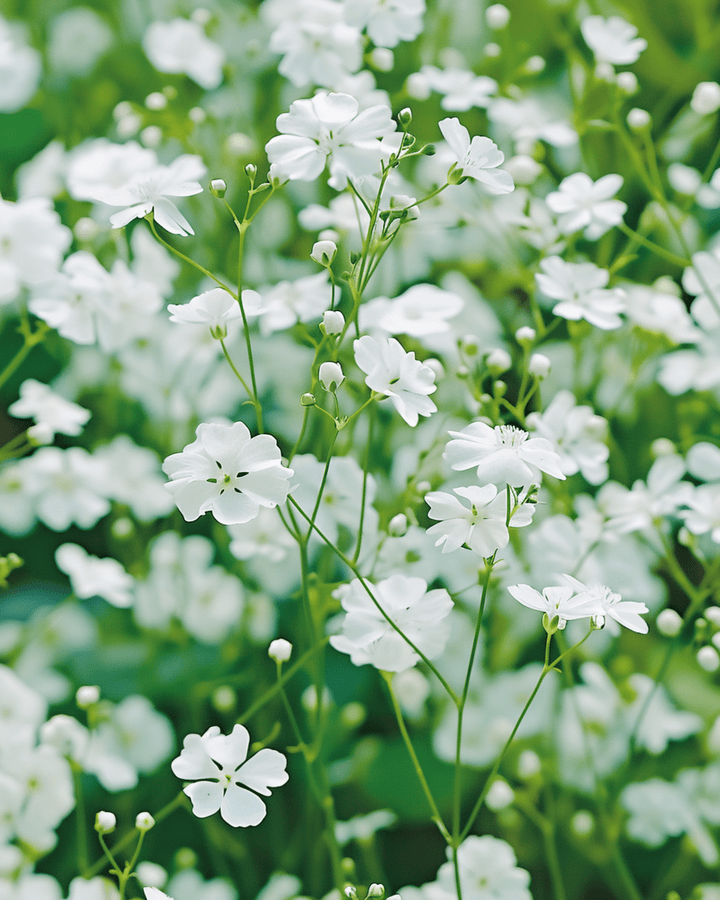 Baby's Breath Covent Garden White zaden (Gypsophila elegans) – eenjarig