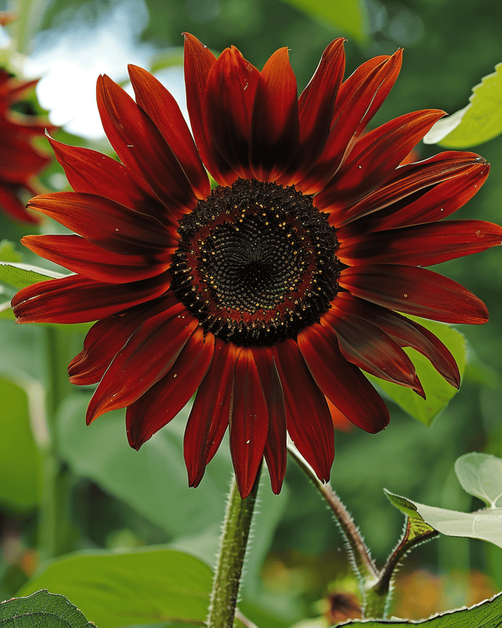 Zonnebloem Evening Sun zaden (Helianthus annuus) – eenjarige bloem