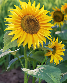 Zonnebloemzaden Sunspot Helianthus Annuus eenjarig