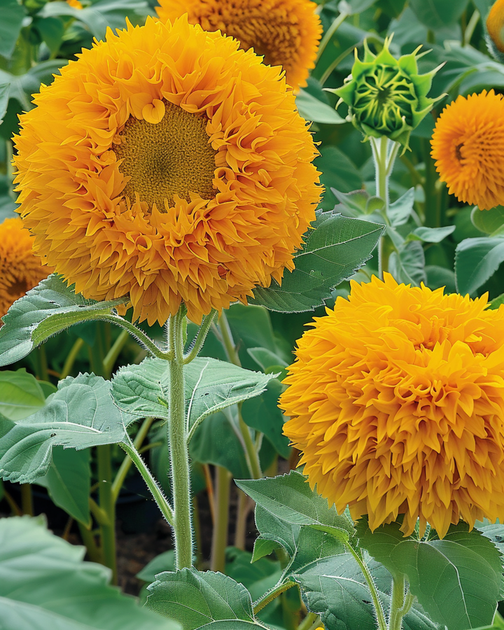Zonnebloem Sungold Double Flowered Dwarf zaden (Helianthus annuus) – eenjarige bloem