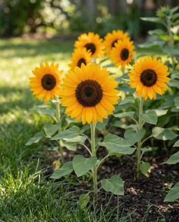 Zonnebloem Sunrich Orange F1 Pollenfree (Helianthus annuus) – eenjarige bloemenzaden van SeedsChoice