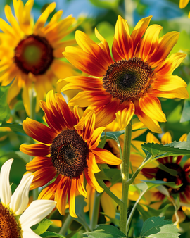 Zonnebloem Esther zaden Helianthus Debilis eenjarig