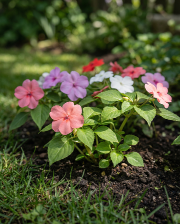 Vlijtig Liesje Baby Mixed (Impatiens walleriana) – eenjarige bloemenzaden van SeedsChoice