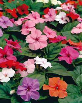 Vlijtig liesje-zaden Impatiens Walleriana Baby Mixed eenjarige bloem