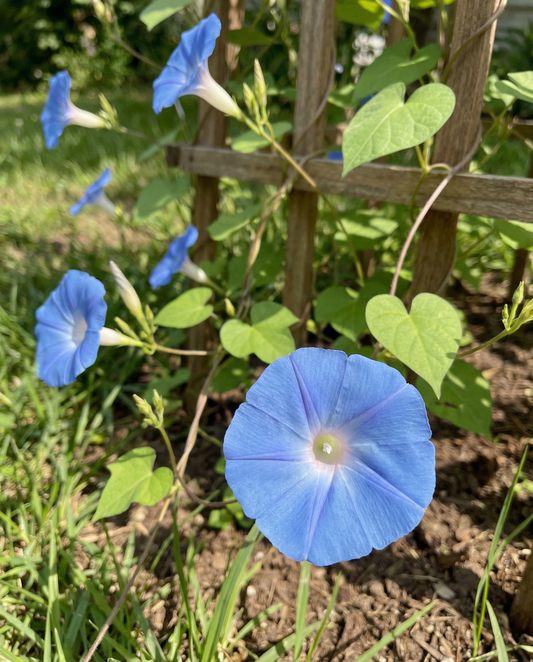 Klimwinde Clarks Blue (Ipomoea tricolor) – eenjarige klimplant zaden van SeedsChoice