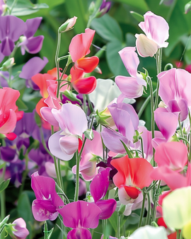 Pronkerwtzaden Royal Family gemengd Lathyrus Odoratus eenjarig