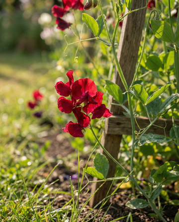 Sweet Pea Royal Family Red Climber (Lathyrus odoratus) – eenjarige klimplant zaden van SeedsChoice