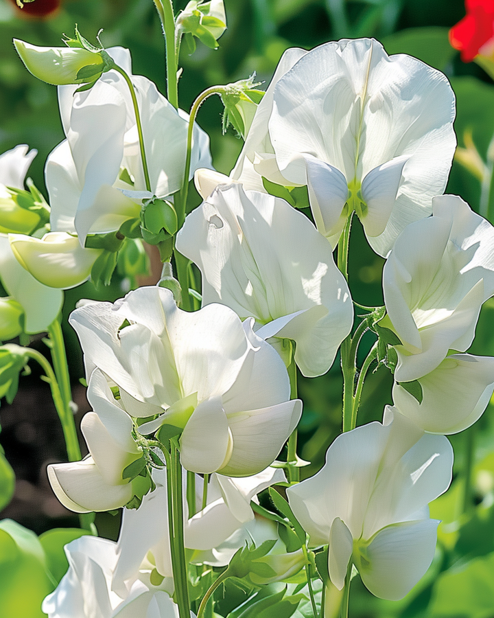 Sweet Pea Royal Family White zaden (Lathyrus odoratus) – eenjarige bloem