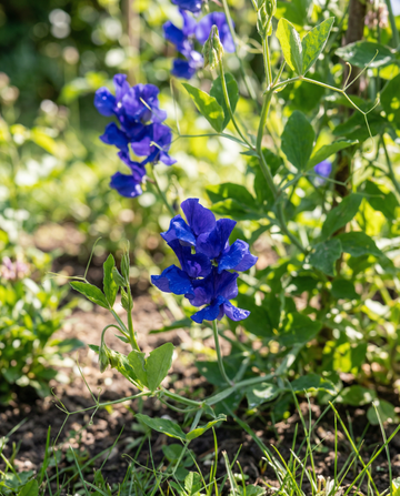 Lathyrus Royal Family Blue (Lathyrus odoratus) – eenjarige bloemenzaden van SeedsChoice