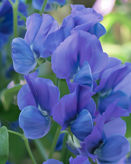 Pronkerwtzaden Royal Family Blue Lathyrus Odoratus eenjarig