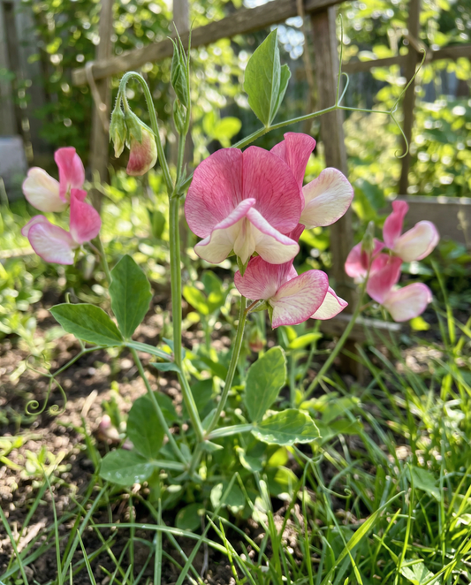 Lathyrus Painted Lady Climber (Lathyrus odoratus) – eenjarige klimplant zaden van SeedsChoice