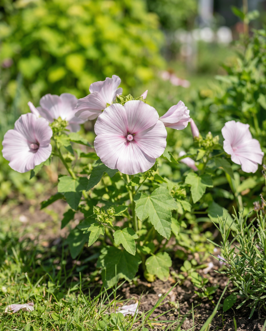 Mallow Silver Cup (Lavatera trimestris) – eenjarige bloemenzaden van SeedsChoice