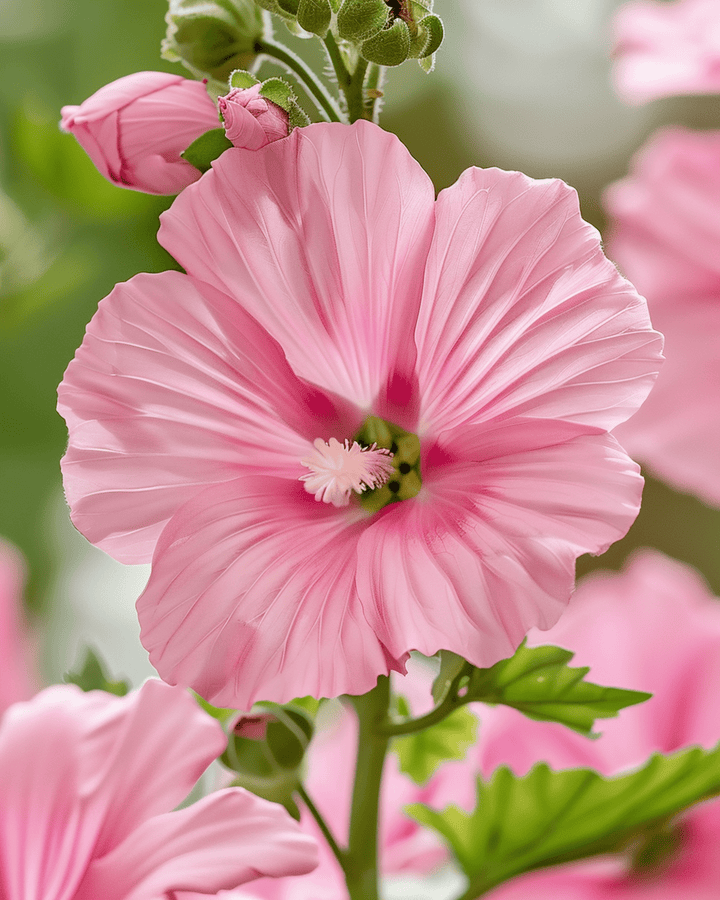 Mallow Silver Cup zaden (Lavatera trimestris) – eenjarige bloem
