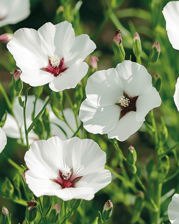 Vlas Bright Eyes zaden (Linum grandiflorum) – eenjarige bloem