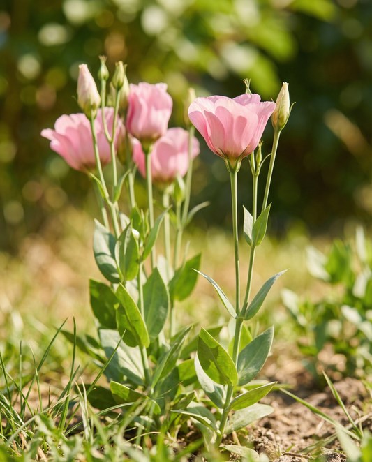 Lisianthus Pink Single (Eustoma russellianum) – eenjarige bloemenzaden van SeedsChoice