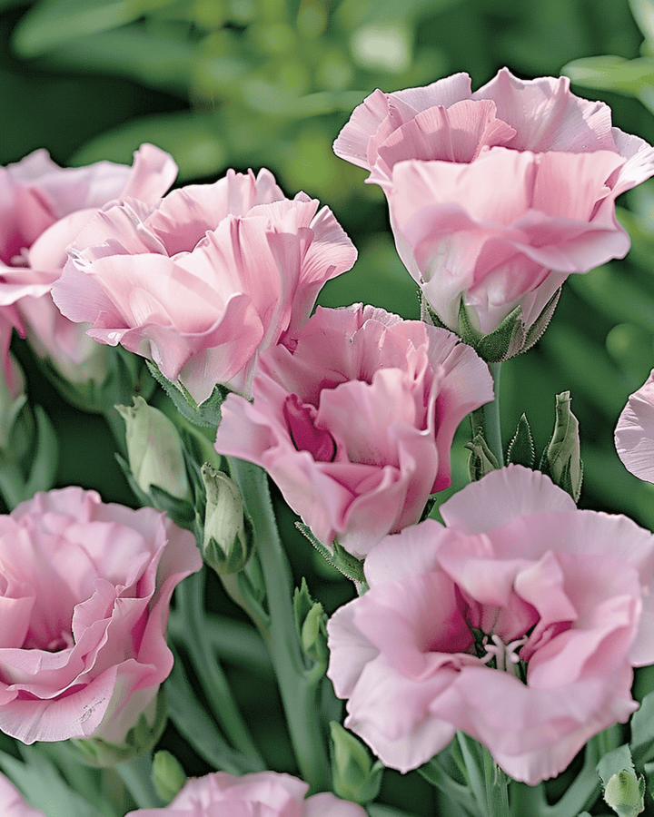 Lisianthus Pink Single zaden (Eustoma russellianum) – eenjarige bloem