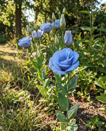 Lisianthus Sky Blue (Eustoma grandiflorum) – eenjarige bloemenzaden van SeedsChoice