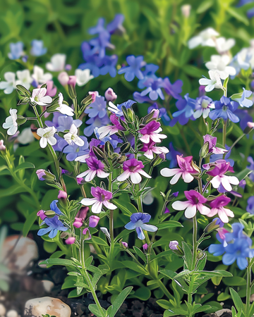 String Of Pearls Mixed zaden (Lobelia erinus) – eenjarige mix