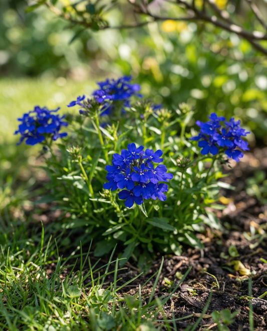 Crystal Palace (Lobelia erinus) – eenjarige bloemenzaden van SeedsChoice