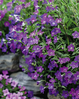 Hangende lobelia zaden Lobelia Erinus eenjarig Sapphire
