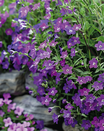 Trailing Sapphire zaden (Lobelia erinus) – eenjarig