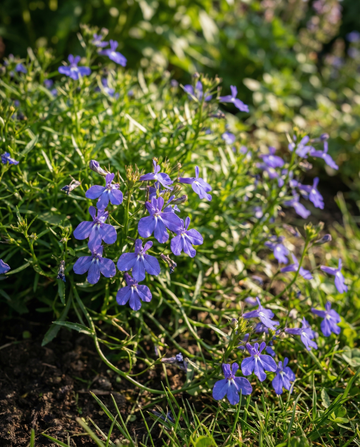 Trailing Sapphire (Lobelia erinus) – eenjarige zaden van SeedsChoice