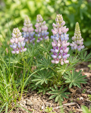 Lupin Pixie Delight Mixed (Lupinus nanus) – eenjarige mix zaden van SeedsChoice