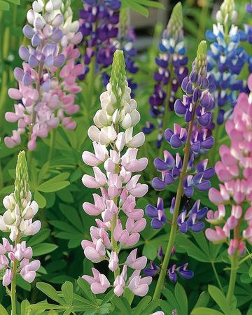 Lupin Pixie Delight Mixed zaden (Lupinus nanus) – eenjarige mix
