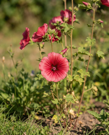 Red Queen (Malope trifida) – eenjarige bloemenzaden van SeedsChoice