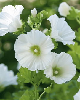 Malope White Queen zaden Malope Trifida eenjarige bloem