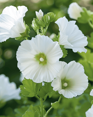 White Queen zaden (Malope trifida) – eenjarige bloem