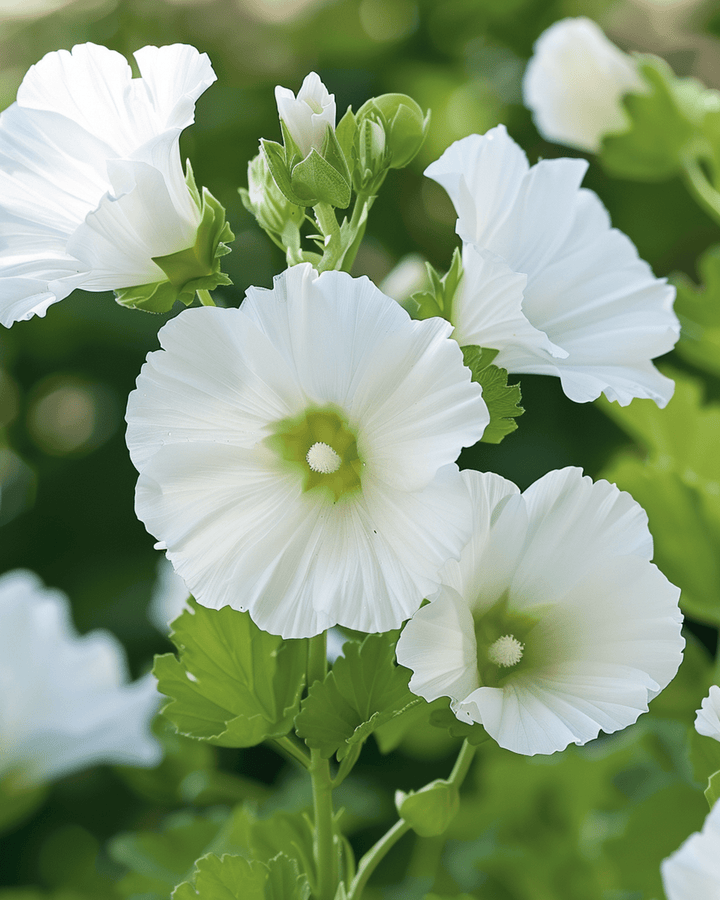 White Queen zaden (Malope trifida) – eenjarige bloem