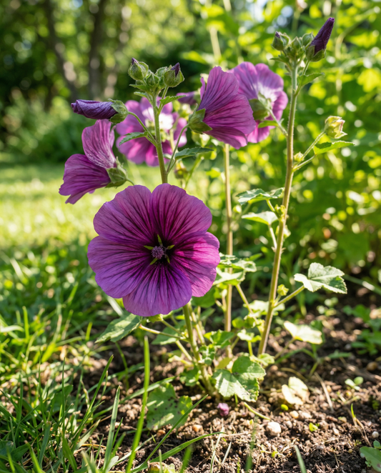 Purple Queen (Malope trifida) – eenjarige zaden van SeedsChoice