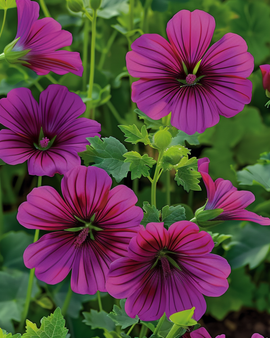 Malope Purple Queen-zaden Malope Trifida eenjarig