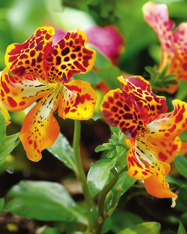 Maskerbloemzaden Queen's Prize Mimulus Hybrida eenjarige bloem