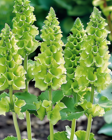 Molucella Irish Bells Cut zaden (Moluccella laevis) – bloem