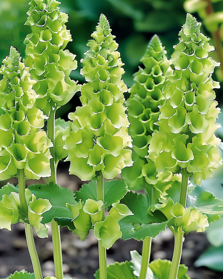 Molucella Irish Bells Cut zaden (Moluccella laevis) – bloem