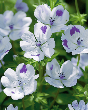 Baby Blue Eyes zaden (Nemophila maculata) – eenjarige bloem