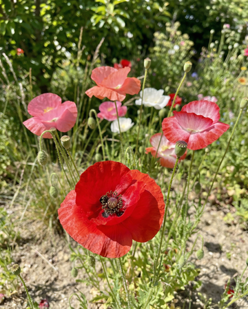 Klaproos Mixed (Papaver rhoeas) – eenjarige bloemenzaden van SeedsChoice