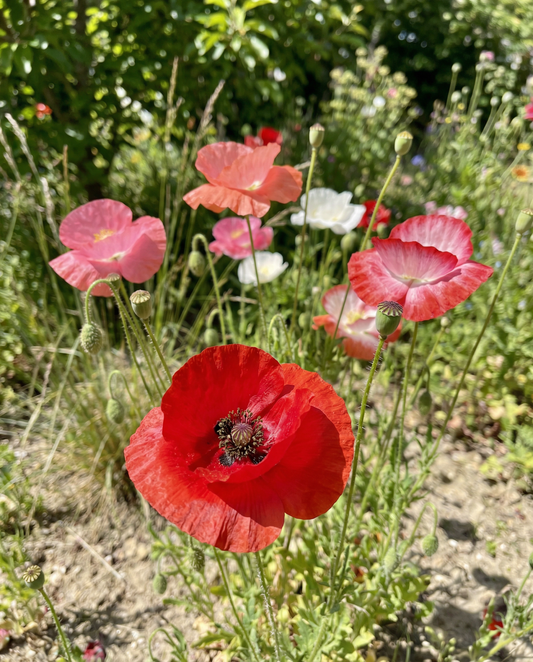 Klaproos Mixed (Papaver rhoeas) – eenjarige bloemenzaden van SeedsChoice