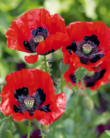 Klaproos Lady Bird zaden (Papaver commutatum) – eenjarige bloem