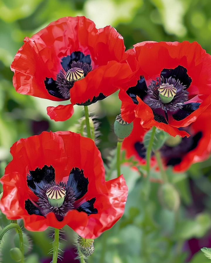 Klaproos Lady Bird zaden (Papaver commutatum) – eenjarige bloem