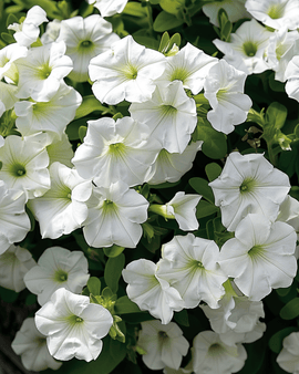 Hangpetuniazaden White Ramblin Petunia Hybrida eenjarig
